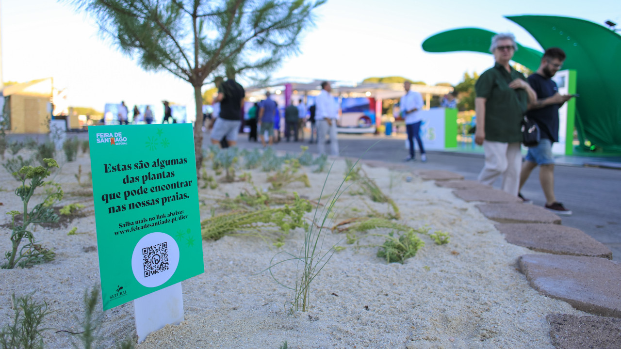 Conhecer a flora existente no Parque Santiago